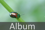 Blattkäfer (Chrysomelidae)